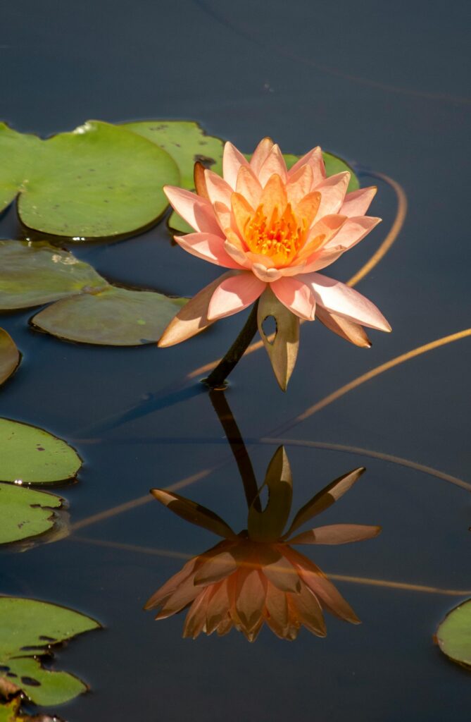 Lotus flower floating on calm water, symbolizing growth, resilience, and self-compassion.